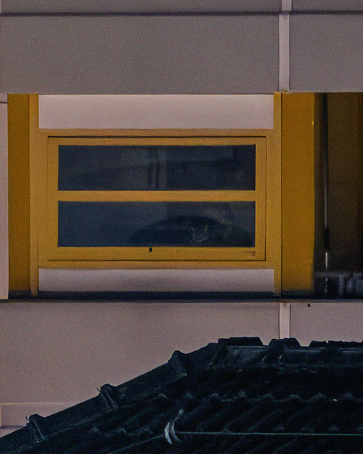 †KOTTI MOTHMAN† / Print